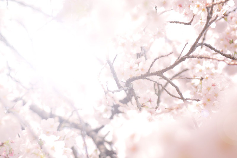 大人の桜デート決定版！記念日におすすめの東京厳選お花見スポット