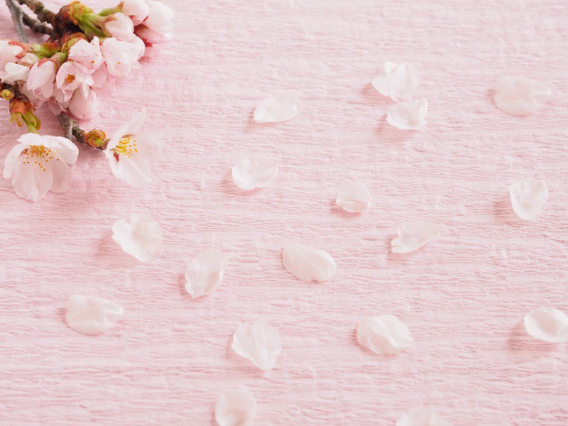 春のイメージを引き出す「桜」を取り入れたギフトを贈ろう