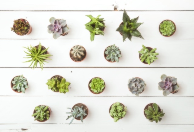 観葉植物のプレゼント人気8選！植物好きがもらって喜ぶギフトを厳選！