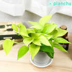 ポトス ライム 4号鉢 受け皿付き 育て方説明書付き Epipremnum aureum ‘Lime’ エピプレムナム アロイド