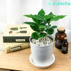 コーヒーノキ アラビカ 4号鉢 受け皿付き 育て方説明書付き Coffea arabica コーヒーの木 珈琲の木 アラビカコーヒー