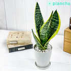 サンセベリア スパーバ 4号鉢 受け皿付き 育て方説明書付き Sansevieria trifasciata ‘Superba’ サンスベリア 多肉植物 ローレンチ