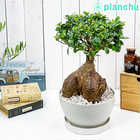 ガジュマル 太幹大株 8号平鉢 受け皿付き 育て方説明書付き Ficus microcarpa フィカス ミクロカルパ 精霊の宿る木