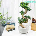 ガジュマル 昇り竜 8号平鉢 受け皿付き 育て方説明書付き Ficus microcarpa フィカス ミクロカルパ 精霊の宿る木