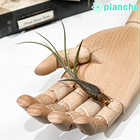 エアプランツ ティランジア ブッツィ Sサイズ 1株 W5×H10cm前後 育て方説明書付き Tillandsia butzii エアープランツ チランジア ブッチー