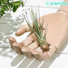 エアプランツ ティランジア ジュンシフォリア Sサイズ 1株 W4×H10cm前後 育て方説明書付き Tillandsia juncifolia エアープランツ チランジア