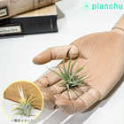 エアプランツ ティランジア イオナンタ 白花 Sサイズ 1株 W3×H3cm前後 育て方説明書付き Tillandsia ionantha ‘White Flower’ エアープランツ チランジア