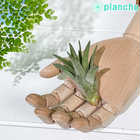 エアプランツ ティランジア ブラキカウロス Sサイズ 1株 W5×H7cm前後 育て方説明書付き Tillandsia brachycaulos エアープランツ チランジア