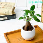 ガジュマル 3号丸鉢 受け皿付き 育て方説明書付き Ficus microcarpa フィカス ミクロカルパ 精霊の宿る木