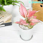 アグラオネマ オースピシャスレッド 4号鉢 受け皿付き 育て方説明書付き Aglaonema ‘Auspicious Red’ 幸せを招くタイの宝石 アロイド