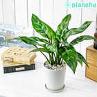 アグラオネマ マリア 4号鉢 受け皿付き 育て方説明書付き Aglaonema ‘Maria’ 幸せを招くタイの宝石 アロイド