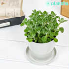 アロマティカス 3.5号鉢 受け皿付き 育て方説明書付き Plectranthus hadiensis プレクトランサス ハーブ苗 虫除け植物