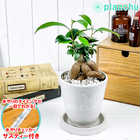 ガジュマル 4号樹脂鉢 ホワイト サスティー付き 受け皿付き 育て方説明書付き Ficus microcarpa フィカス ミクロカルパ 精霊の宿る木