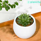ハオルチア 光るオブツーサ 3号丸鉢 受け皿付き 育て方説明書付き Haworthia obutusa ‘Hikaru’
