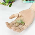 エアプランツ ティランジア フンキアナ Sサイズ 1株 W4×H5cm前後 育て方説明書付き Tillandsia funckiana エアープランツ チランジア