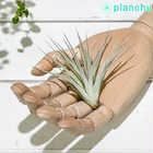 エアプランツ ティランジア コットンキャンディ ピンク Sサイズ 1株 W6×H6cm前後 育て方説明書付き Tillandsia ‘Houston Cotton Candy’ エアープランツ チランジア