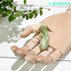 エアプランツ ティランジア コルビー Sサイズ 1株 W3×H5cm前後 育て方説明書付き Tillandsia scaposa スカポーサ エアープランツ チランジア