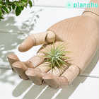 エアプランツ ティランジア イオナンタ Sサイズ 1株 W3×H3cm前後 育て方説明書付き Tillandsia ionantha エアープランツ チランジア