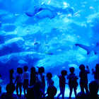 Aquarium TICKET