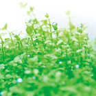 【名入れ】 アクアリウムキット S