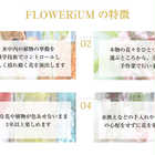 カーネーションFLOWERiUM® エジソン