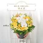 【送料無料】祝!傘寿「黄」80歳LL〜オーキッド〜【5月2日〜5月19日お届け不可】
