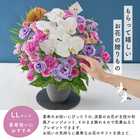 【送料無料】祝!喜寿「淡紫」77歳LL〜オーキッド〜【5月2日〜5月19日お届け不可】