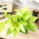 ポトス ライム 4号鉢 受け皿付き 育て方説明書付き Epipremnum aureum ‘Lime’ エピプレムナム アロイド