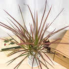 ドラセナ マルギナータ レインボー 4号鉢 受け皿付き 育て方説明書付き Dracaena marginata ‘Rainbow’ 真実の木 マジナータ コンシンネ コンシナ