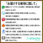 ポトス ライム 4号鉢 受け皿付き 育て方説明書付き Epipremnum aureum ‘Lime’ エピプレムナム アロイド