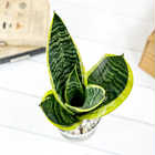 サンセベリア スパーバ 4号鉢 受け皿付き 育て方説明書付き Sansevieria trifasciata ‘Superba’ サンスベリア 多肉植物 ローレンチ
