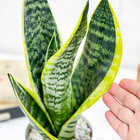 サンセベリア スパーバ 4号鉢 受け皿付き 育て方説明書付き Sansevieria trifasciata ‘Superba’ サンスベリア 多肉植物 ローレンチ