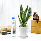 サンセベリア スパーバ 4号鉢 受け皿付き 育て方説明書付き Sansevieria trifasciata ‘Superba’ サンスベリア 多肉植物 ローレンチ