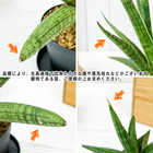 サンセベリア スパーバ 4号鉢 受け皿付き 育て方説明書付き Sansevieria trifasciata ‘Superba’ サンスベリア 多肉植物 ローレンチ