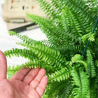 ネフロレピス モンタナ 5号吊り鉢 育て方説明書付き Nephrolepis exaltata ‘Montana’ ボストンファーン ボストンファン シダ植物