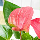 アンスリウム ピンク 4号鉢 受け皿付き 育て方説明書付き Anthurium andraeanum cv. アンスリューム アロイド 鉢花