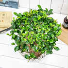 ガジュマル 太幹大株 8号平鉢 受け皿付き 育て方説明書付き Ficus microcarpa フィカス ミクロカルパ 精霊の宿る木