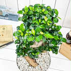 ガジュマル 昇り竜 8号平鉢 受け皿付き 育て方説明書付き Ficus microcarpa フィカス ミクロカルパ 精霊の宿る木