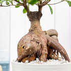 ガジュマル 太幹大株 8号平鉢 受け皿付き 育て方説明書付き Ficus microcarpa フィカス ミクロカルパ 精霊の宿る木