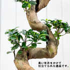 ガジュマル 昇り竜 8号平鉢 受け皿付き 育て方説明書付き Ficus microcarpa フィカス ミクロカルパ 精霊の宿る木