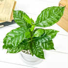 コーヒーノキ アラビカ 4号樹脂鉢 ホワイト サスティー付き 受け皿付き 育て方説明書付き Coffea arabica コーヒーの木 珈琲の木 アラビカコーヒー