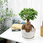 ガジュマル 太幹大株 8号平鉢 受け皿付き 育て方説明書付き Ficus microcarpa フィカス ミクロカルパ 精霊の宿る木