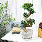 ガジュマル 昇り竜 8号平鉢 受け皿付き 育て方説明書付き Ficus microcarpa フィカス ミクロカルパ 精霊の宿る木