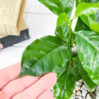 コーヒーノキ アラビカ 4号樹脂鉢 ホワイト サスティー付き 受け皿付き 育て方説明書付き Coffea arabica コーヒーの木 珈琲の木 アラビカコーヒー