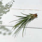 エアプランツ ティランジア ジュンシフォリア Sサイズ 1株 W4×H10cm前後 育て方説明書付き Tillandsia juncifolia エアープランツ チランジア