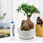 ガジュマル 太幹大株 8号平鉢 受け皿付き 育て方説明書付き Ficus microcarpa フィカス ミクロカルパ 精霊の宿る木