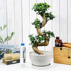 ガジュマル 昇り竜 8号平鉢 受け皿付き 育て方説明書付き Ficus microcarpa フィカス ミクロカルパ 精霊の宿る木