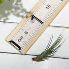 エアプランツ ティランジア ジュンシフォリア Sサイズ 1株 W4×H10cm前後 育て方説明書付き Tillandsia juncifolia エアープランツ チランジア