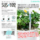 コーヒーノキ アラビカ 4号樹脂鉢 ホワイト サスティー付き 受け皿付き 育て方説明書付き Coffea arabica コーヒーの木 珈琲の木 アラビカコーヒー