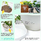 ガジュマル 昇り竜 8号平鉢 受け皿付き 育て方説明書付き Ficus microcarpa フィカス ミクロカルパ 精霊の宿る木